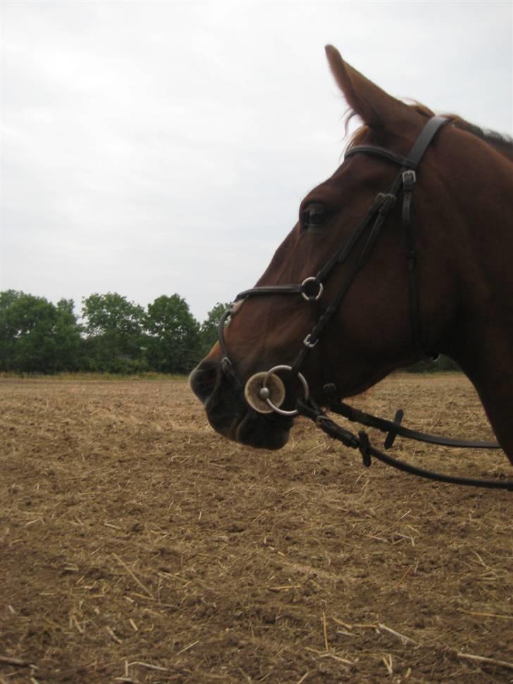 Anden særlig race Kiara billede 16