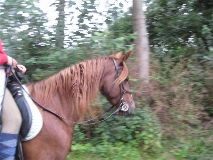 Anden særlig race Kiara billede 17