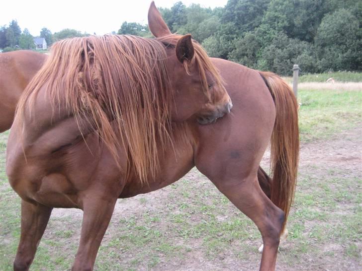 Anden særlig race Kiara billede 18