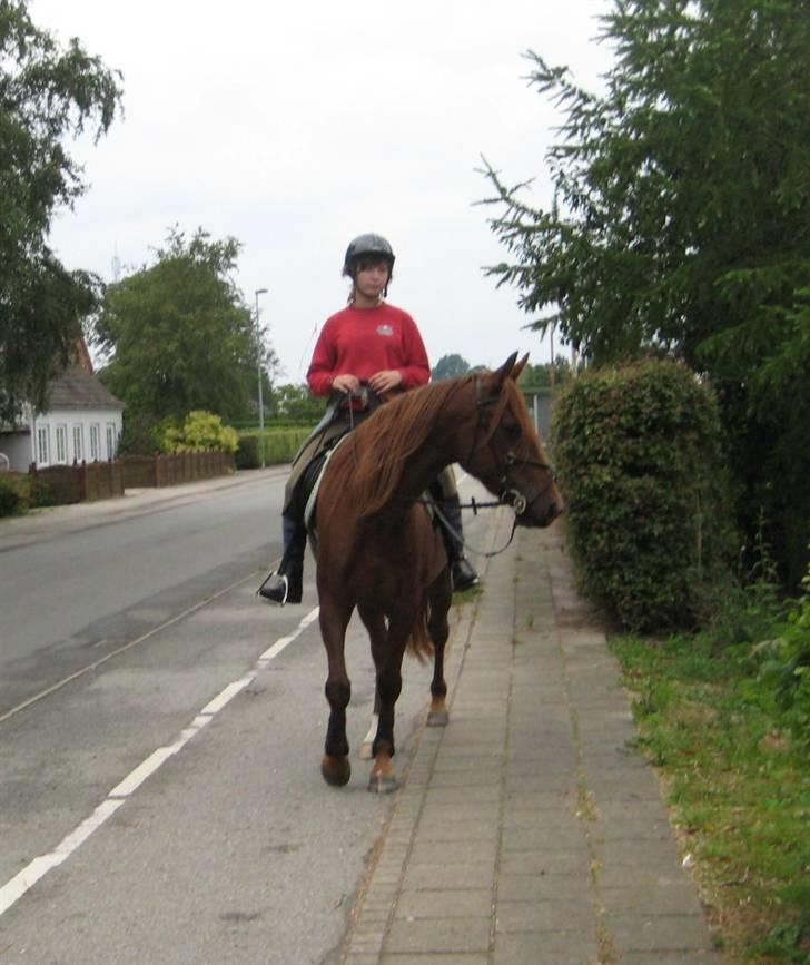 Anden særlig race Kiara billede 19