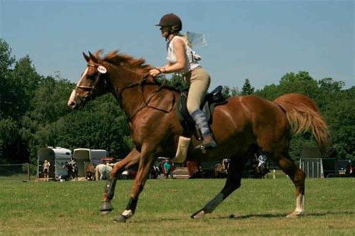 Dansk Varmblod Gaross - distance knuthenborg 07 billede 9