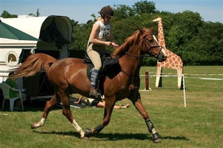 Dansk Varmblod Gaross - af sti af sted- ihh mor hvorfor skal vi vente på start signal, når jeg er så frisk... billede 10