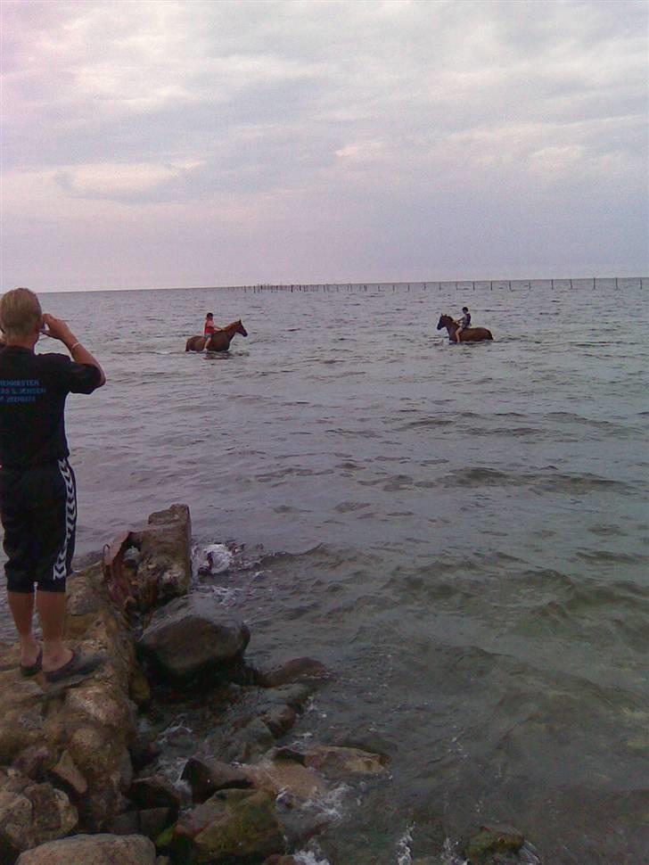 Dansk Varmblod Gaross - gaross på vej på svømme tur billede 11