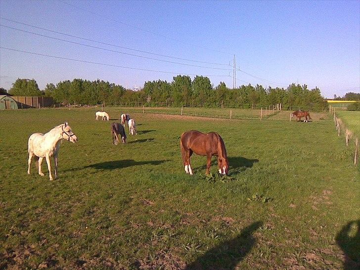 Dansk Varmblod Gaross - Gaross nyder livet på fold med alle sine hopper:) billede 12