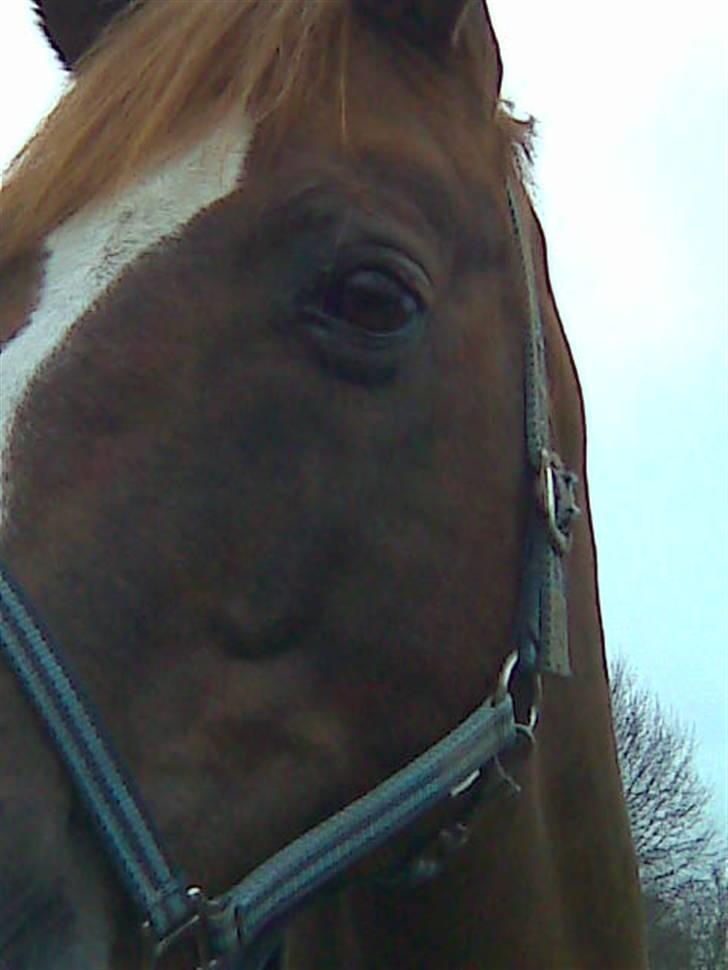 Dansk Varmblod Gaross billede 13