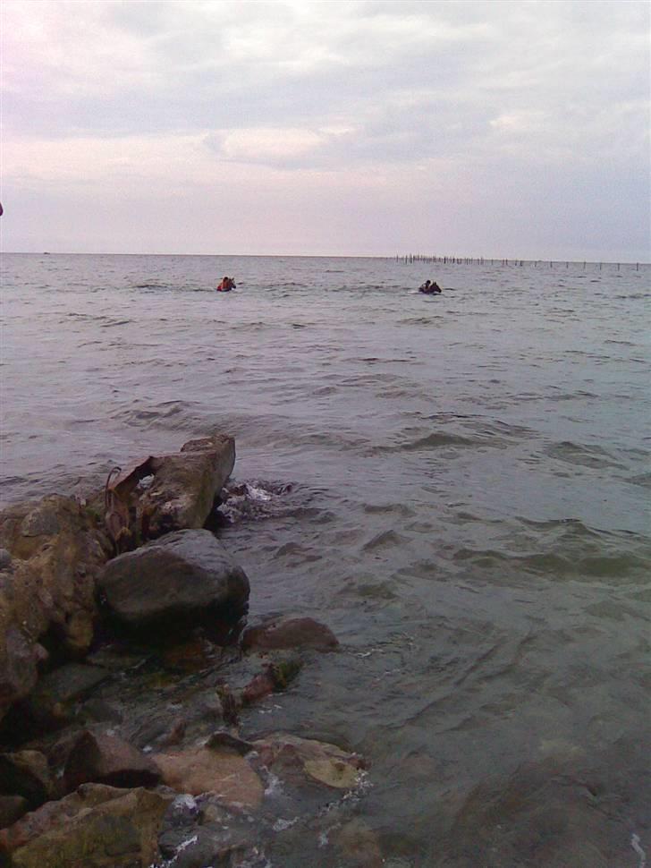 Dansk Varmblod Gaross - gaross på dybt vand. "ok så svømmer vi da mor. når du absolut syntes.". billede 14