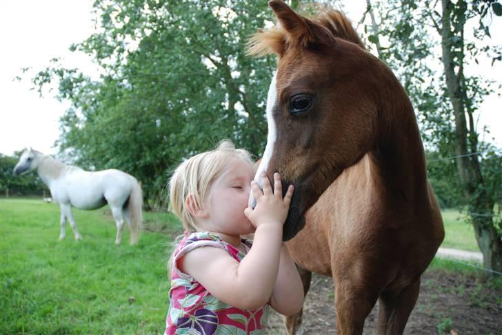 Welsh Pony (sec B) Caya's Angel billede 6