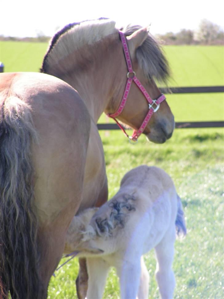Fjordhest laybourns pink cleo billede 12