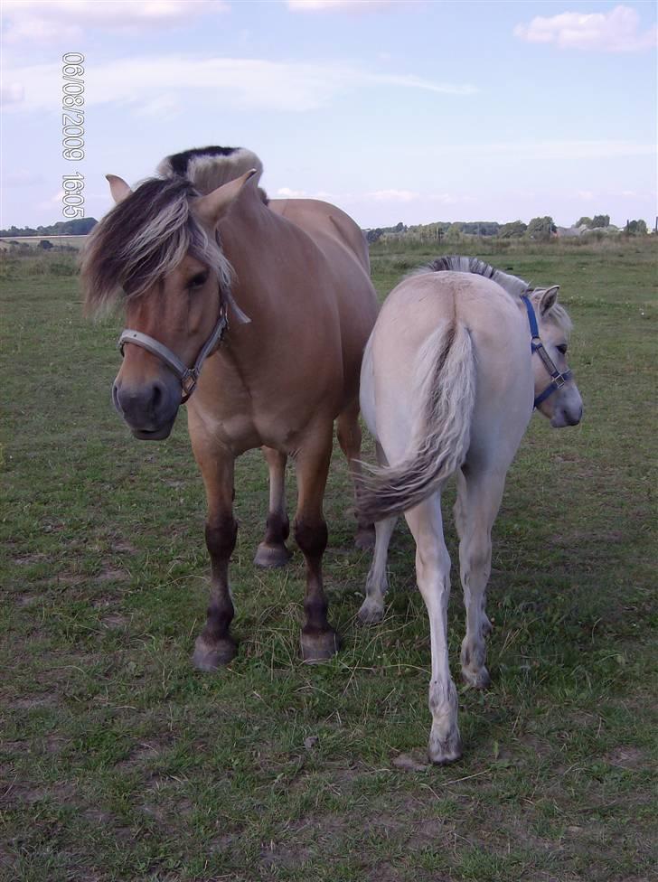 Fjordhest laybourns pink cleo billede 14