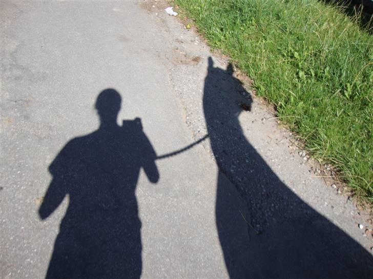 Dansk Varmblod Azur Khan - Vores smukke smukke skygge xD <3 Var ude og gå tur med ham i dejlig solskinsvejr xD <33 billede 6