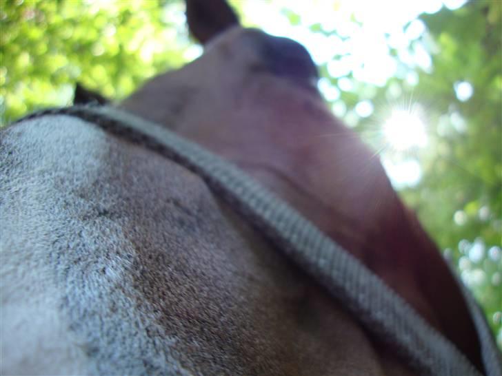 Dansk Varmblod Azur Khan - Hans øje xD eller n oget <3 et billed som jeg lige syntes jeg skulle tage xD også ligge det ind på hans profil xD <33 billede 7