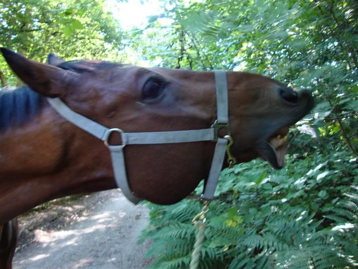 Dansk Varmblod Azur Khan - Han skullelige have lidt blade på vejen <33 billede 8