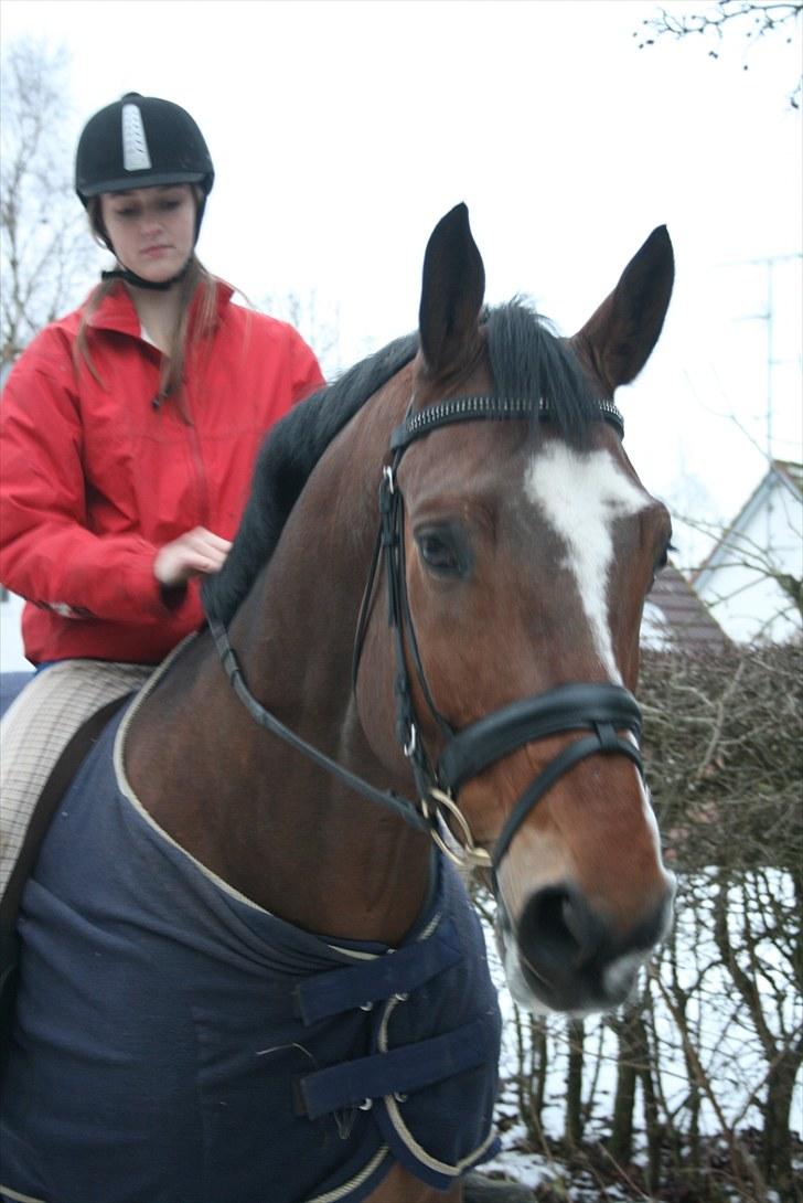 Dansk Varmblod Azur Khan - Smukke Dreng <3 - Savner diig såeh iinderliigt /´:<3 Foto: Lund <3 billede 9