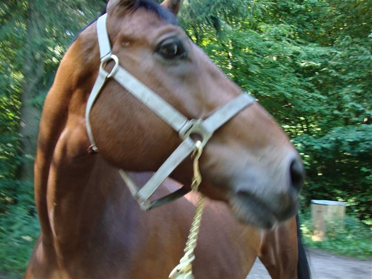 Dansk Varmblod Azur Khan - Han er opmærksom xD på meget xD og såe går han ret hurtigt xD <33 billede 10