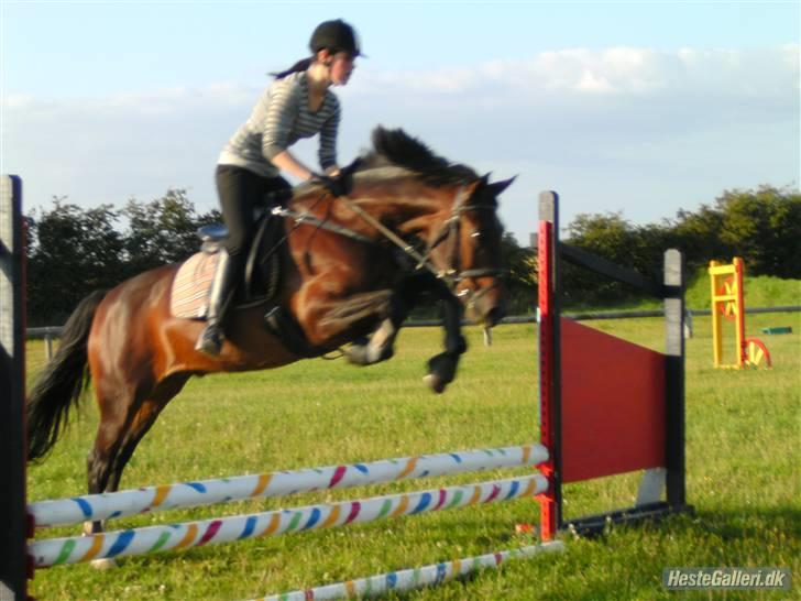 Anden særlig race Flint <3 R.I.P † 23.05.11 - Spring undervisning august 2009 (: Foto: Marianne Christiansen. billede 16