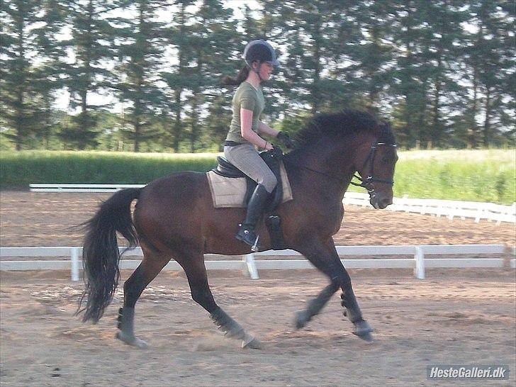 Anden særlig race Flint <3 R.I.P † 23.05.11 - Dressur træning august 2010 (: Foto: Nina Bønneland. billede 17