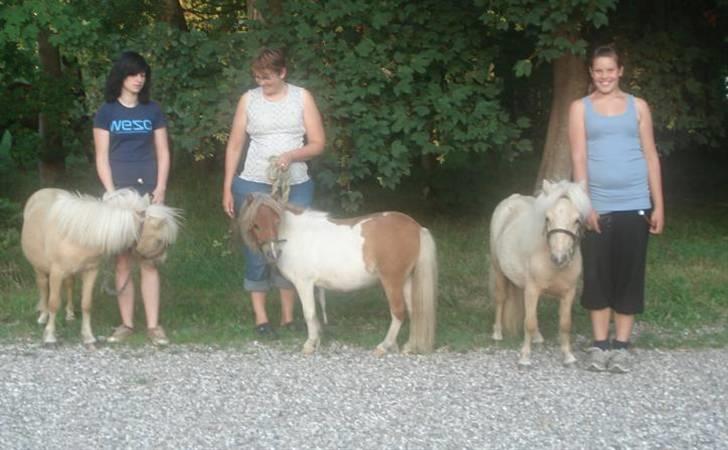 Shetlænder Thor á Holte ***SOLGT*** - thor a holte, østervangs alfrida og nanna a holte .. alle tre søskende :D:D de har samme far .. Smevallens Golden Hazard billede 15