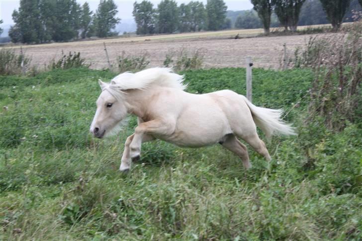 Shetlænder Thor á Holte ***SOLGT*** - det er bare en hund xD billede 16