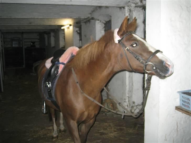 Anden særlig race Flicka - En smuk prinsesse, kan også godt finde på at kigge sig om efter en godbid????? billede 8