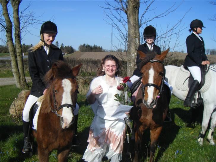 Anden særlig race Flicka - Også kom hele klubben + mine egne heste & ponyer til kirken, på den store dag!!!!!  billede 9