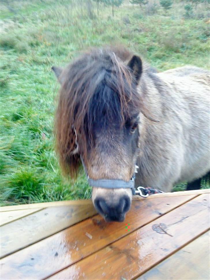 Shetlænder bakkegårdens Humle billede 1
