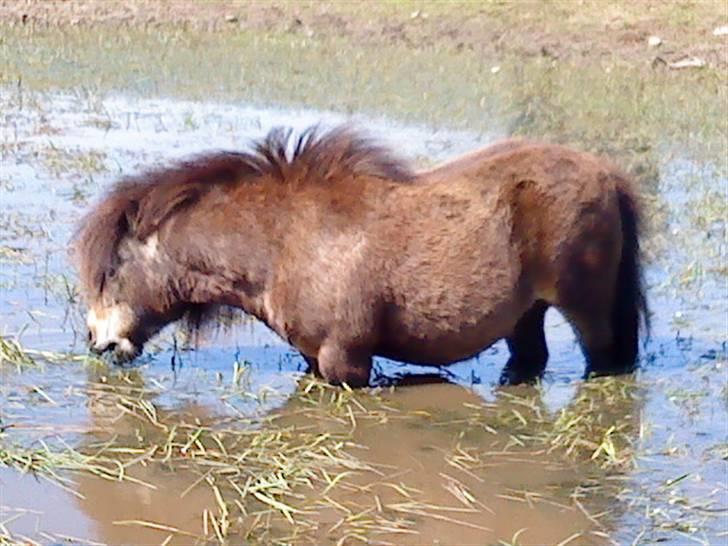 Shetlænder bakkegårdens Humle billede 2