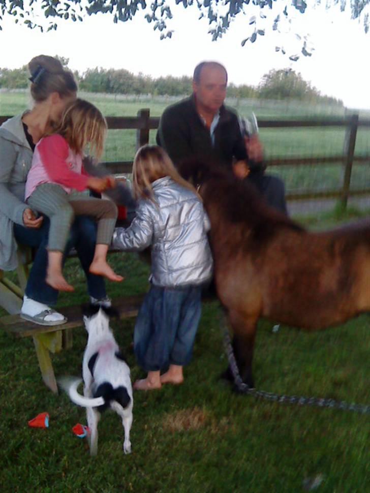 Shetlænder bakkegårdens Humle billede 3