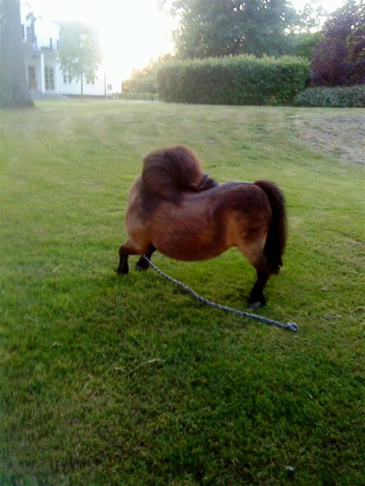 Shetlænder bakkegårdens Humle billede 4
