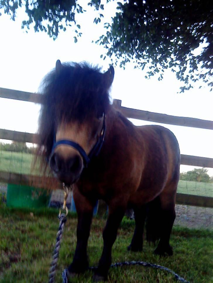 Shetlænder bakkegårdens Humle billede 5