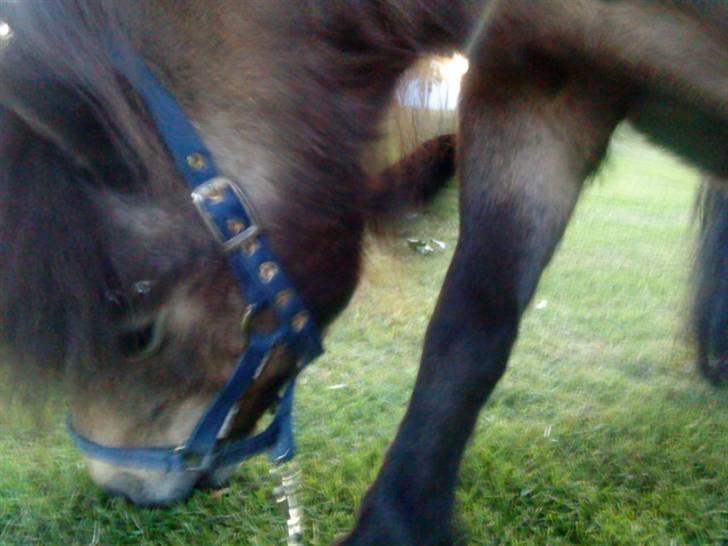 Shetlænder bakkegårdens Humle billede 6