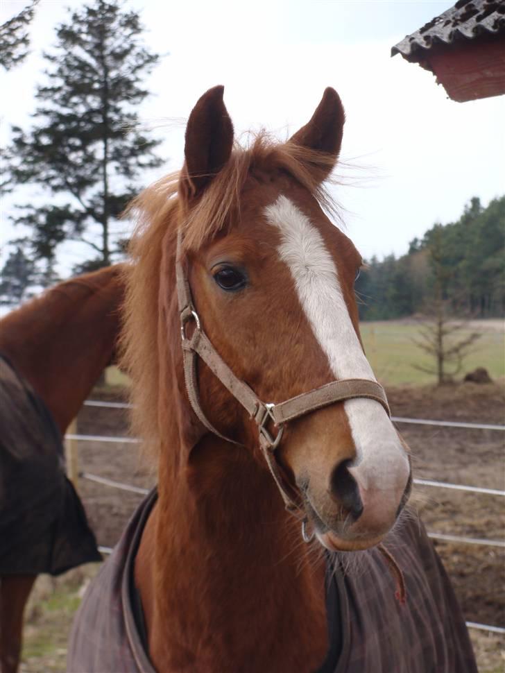 Hollandsk Sportspony Dennis<3 - Dennis på marken<3 billede 9