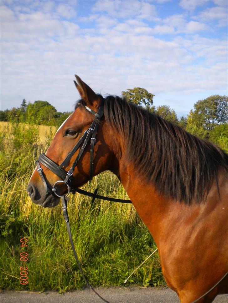 Anden særlig race Bakkelygård's Flicka <3 - Jeg er så stolt af at kunne kalde dig min ♥
040809 billede 10