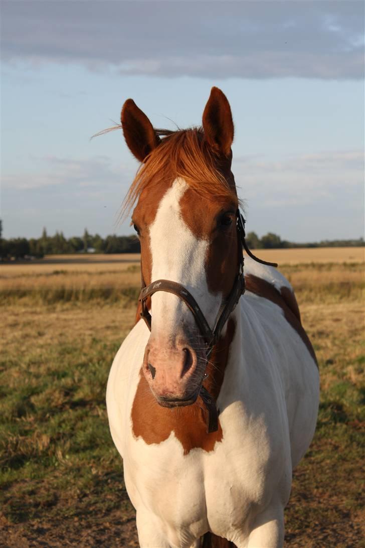 Pinto Paint The Moon *solgt* - Prinsessen på fold billede 5