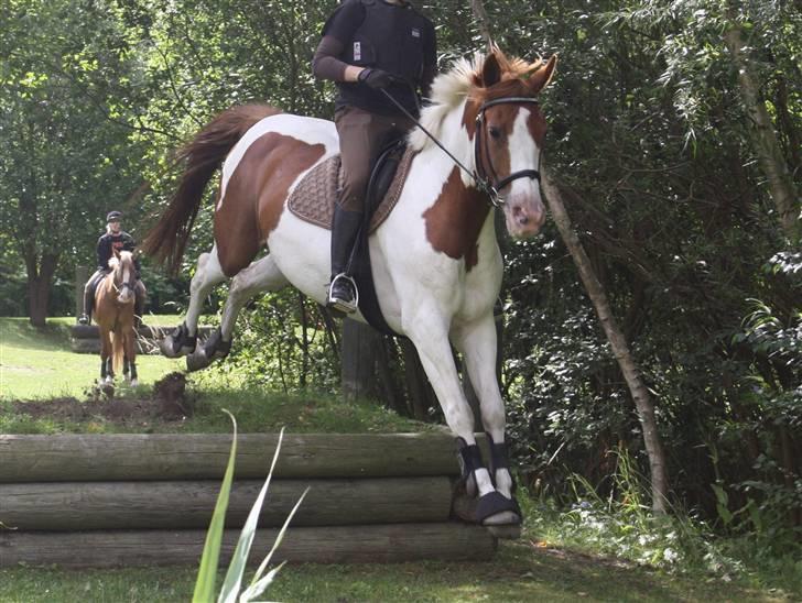 Pinto Paint The Moon *solgt* billede 10