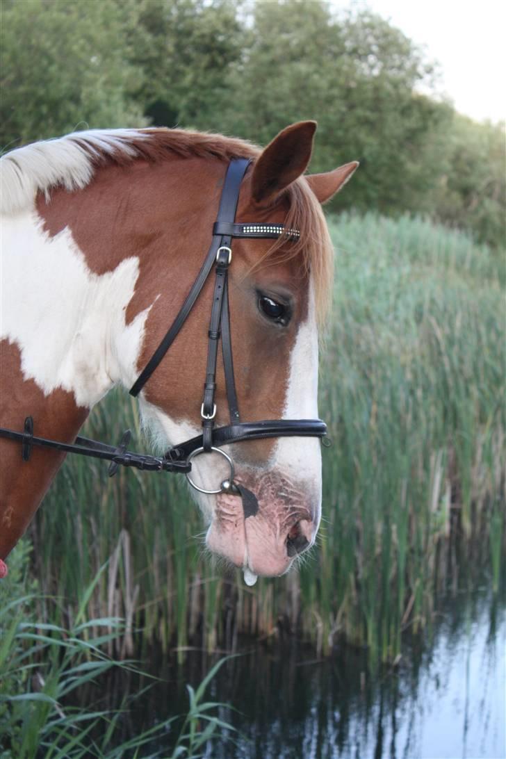 Pinto Paint The Moon *solgt* - Det smukke hoved med en lille klat savl :) billede 12