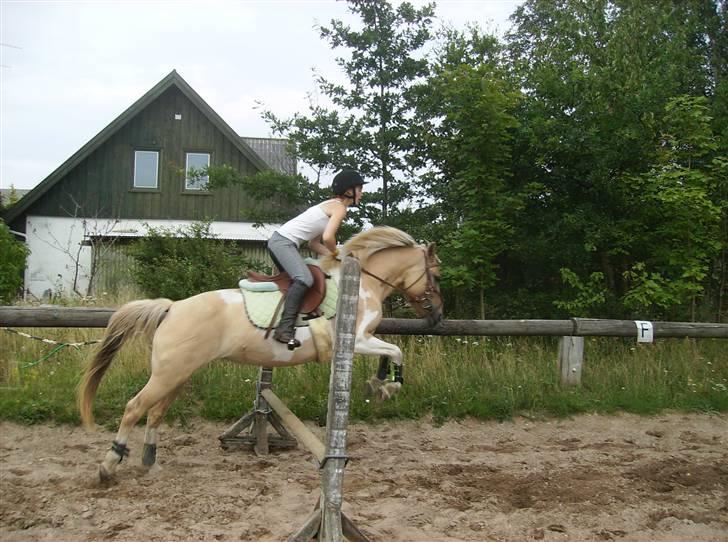 Anden særlig race Athene - spring 3 gang vi springer hun havde vist ikke rigtig prøvet det så meget før så det går jo godt xD billede 6