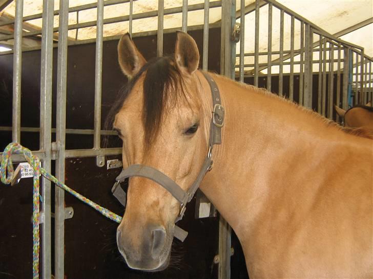 Anden særlig race Kandy Sweet *Red* - kandy i stalden billede 9