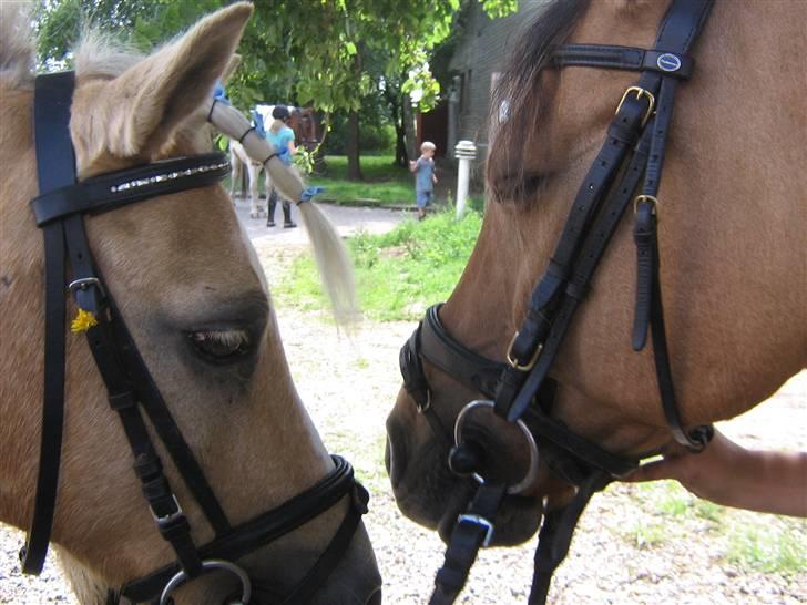 Anden særlig race Kandy Sweet *Red* - Kosmo+Kandy søde sammen<33 4-ever billede 10