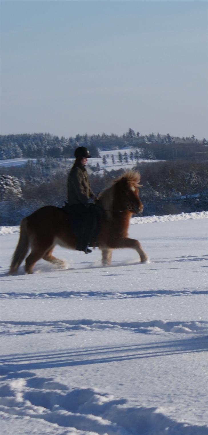 Islænder Demantur fra Nr. Tolstrup - Demantur i sneen.. Foto: Januar 2010. billede 11
