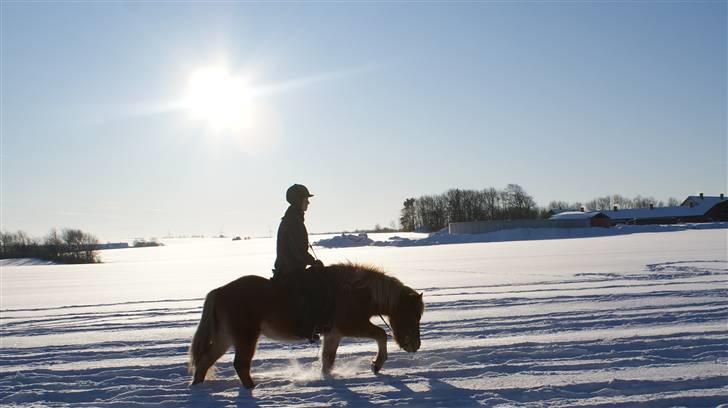 Islænder Demantur fra Nr. Tolstrup - Demantur i skridt.. Foto: Januar 2010. billede 13