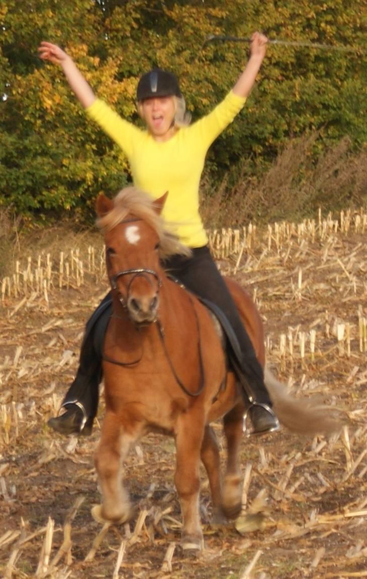 Islænder Demantur fra Nr. Tolstrup - Lidt fjolleri skal der jo også være tid til, hi hi :o) Foto: Oktober 2009. billede 15