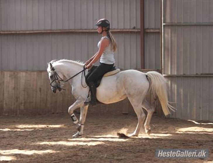 Anden særlig race Snowflake - solgt. - Dressur, sommerferien 2009, lige da jeg havde fået hende. (: Foto; Eva Hellmers. billede 6