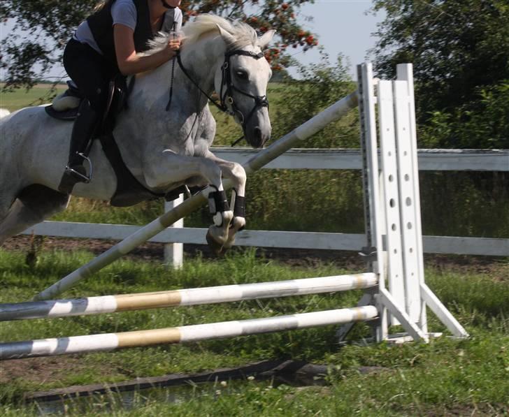 Anden særlig race Snowflake - solgt. - lille vand - du så ligeglad d: Foto; Cille Perto. billede 7