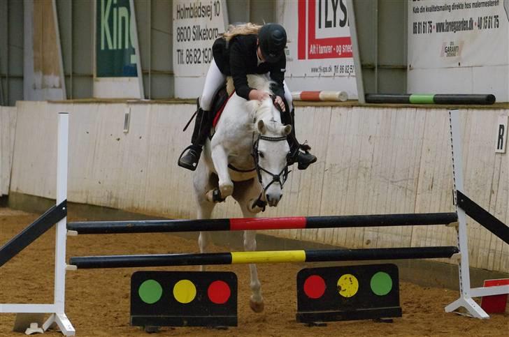 Anden særlig race Snowflake - solgt. - Stævne, i SIR, godt med en pony der reder en :D Foto; Ivn Bach. billede 15