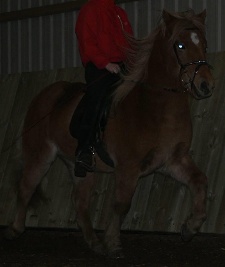 Islænder Demantur fra Nr. Tolstrup - ENDELIG kom der et tølt-billede. jeg beklager den dårlige form, men vi arbejder pt. på takten. foto: oktober 2009. billede 16