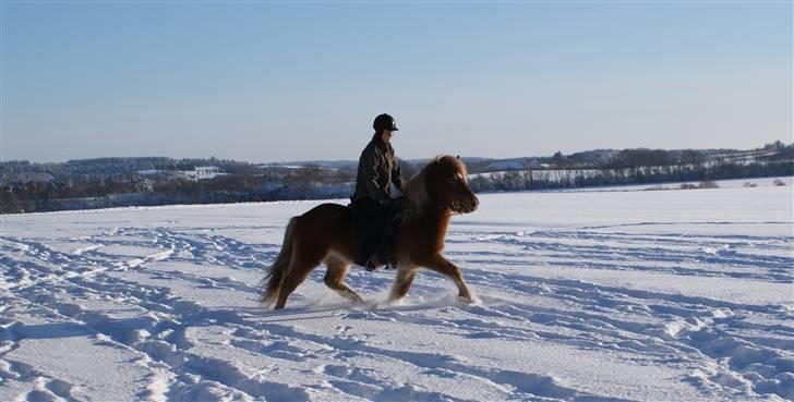 Islænder Demantur fra Nr. Tolstrup - Trav i sneen. Foto: Januar 2010. billede 17