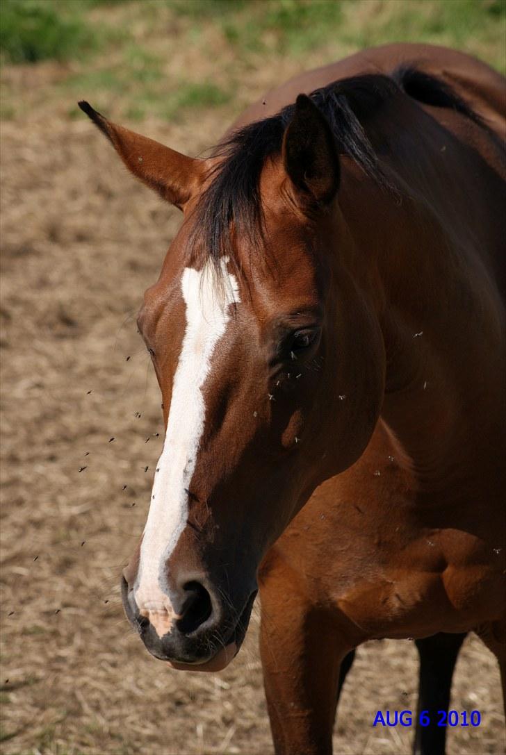 Dansk Varmblod Drudgaards Mylady >>Avl<< - Mylady den 6. august 2010- 114 dage henne. billede 3