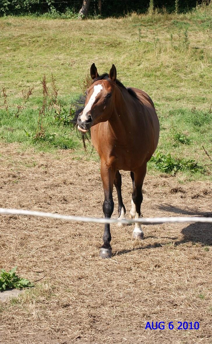 Dansk Varmblod Drudgaards Mylady >>Avl<< - Jeg kommer nu :-) billede 4