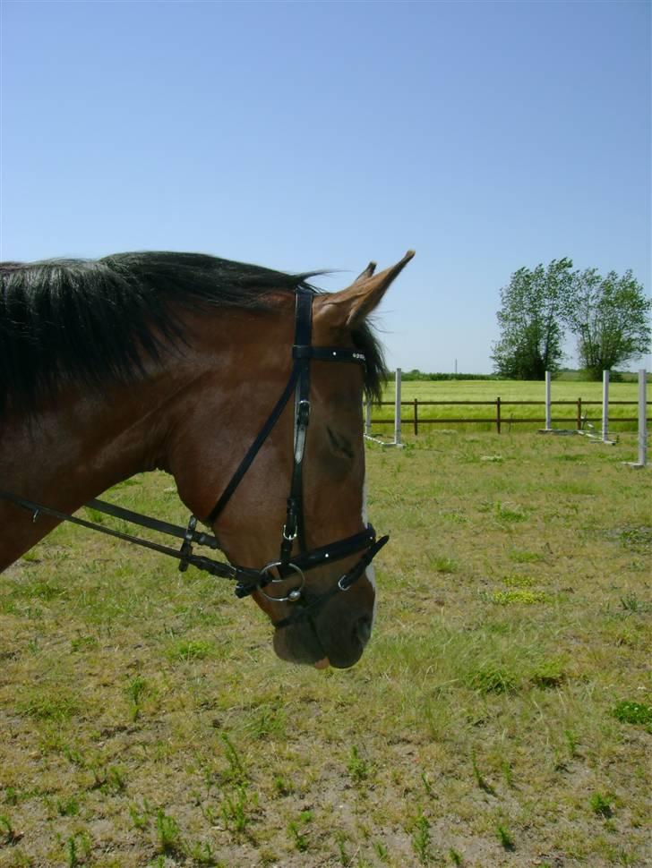 Dansk Varmblod Drudgaards Mylady >>Avl<< - Billede fra forrige ejer billede 5