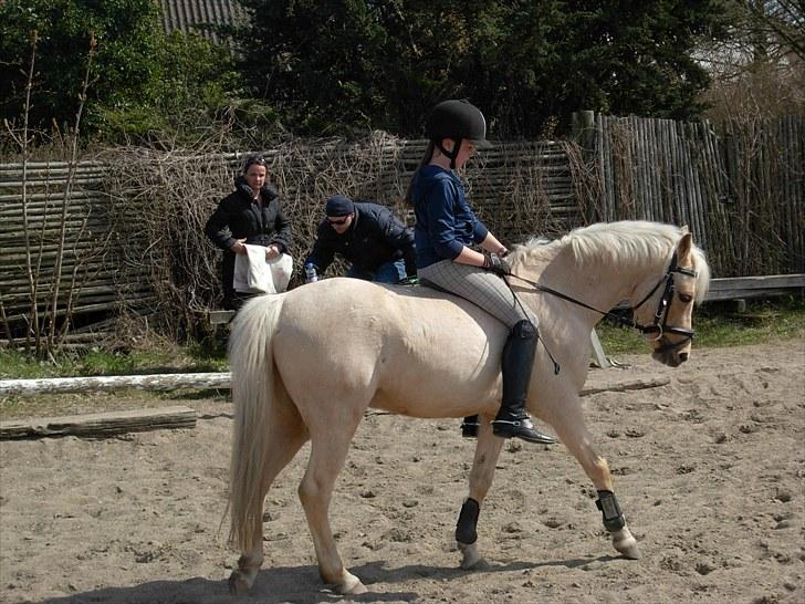 Hollandsk Sportspony Epol Star *Solgt* R.I.P - Epol dressur :D  billede 4